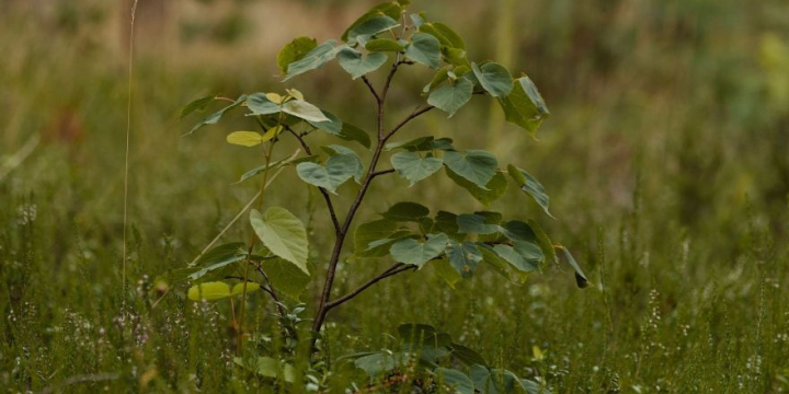 Aszály és a fiatal erdők védelme a Bakony térségében